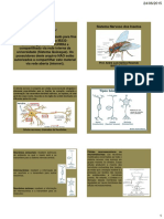 10 Aula Sistema - Nervoso - Dos - Insetos