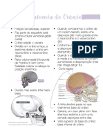 Anatomia Do Crânio