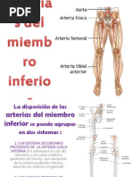 Arterias Del Miembro Inferior