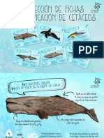 Fichas Identifica Cetaceos