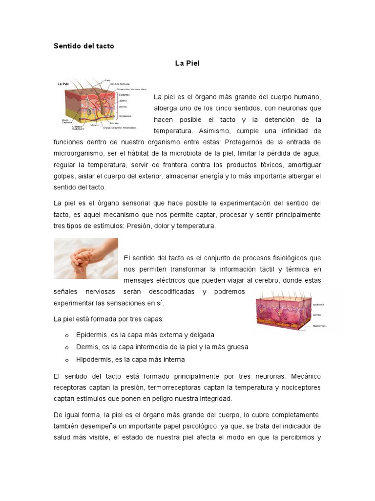 La Piel (Sentido Del Tacto) | PDF