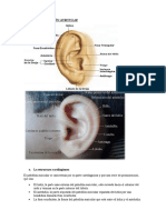 Partes Del Pabellón Auricular