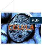 Celula. Slide