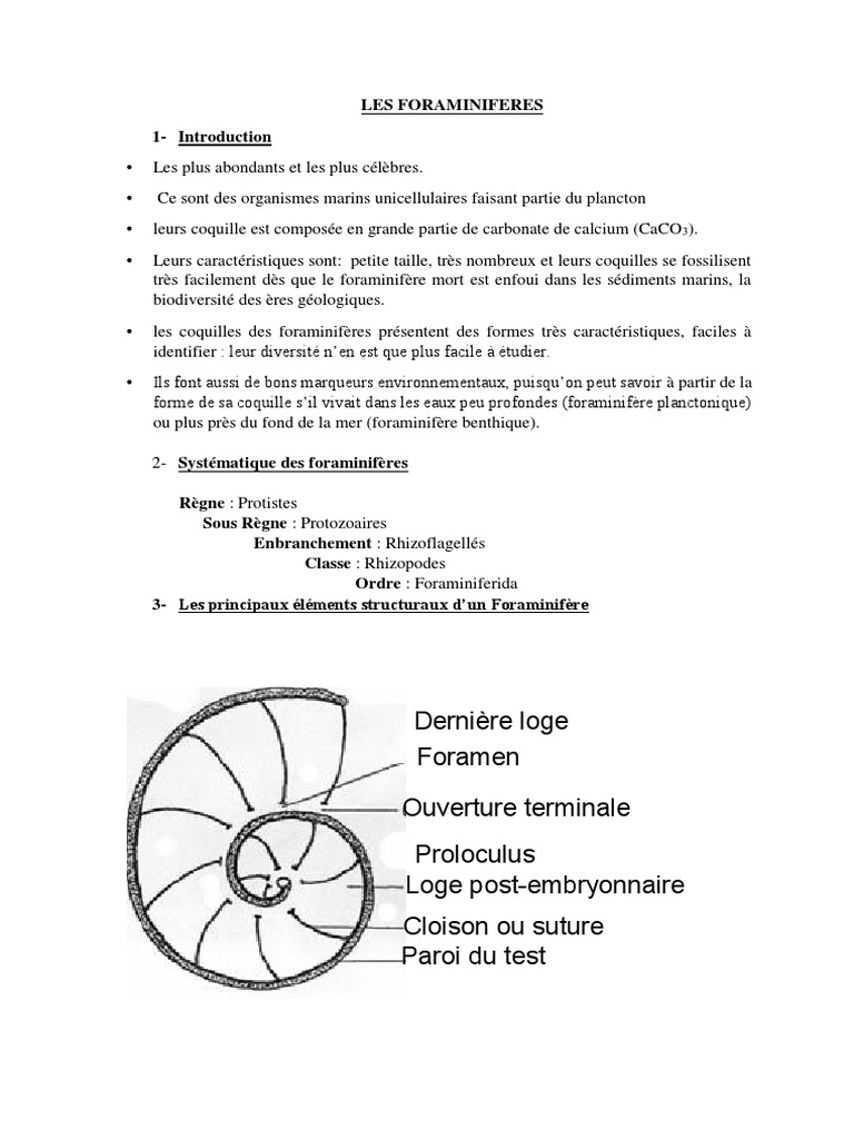 Classification et écologie des foraminifères | PDF | Sciences de la ...
