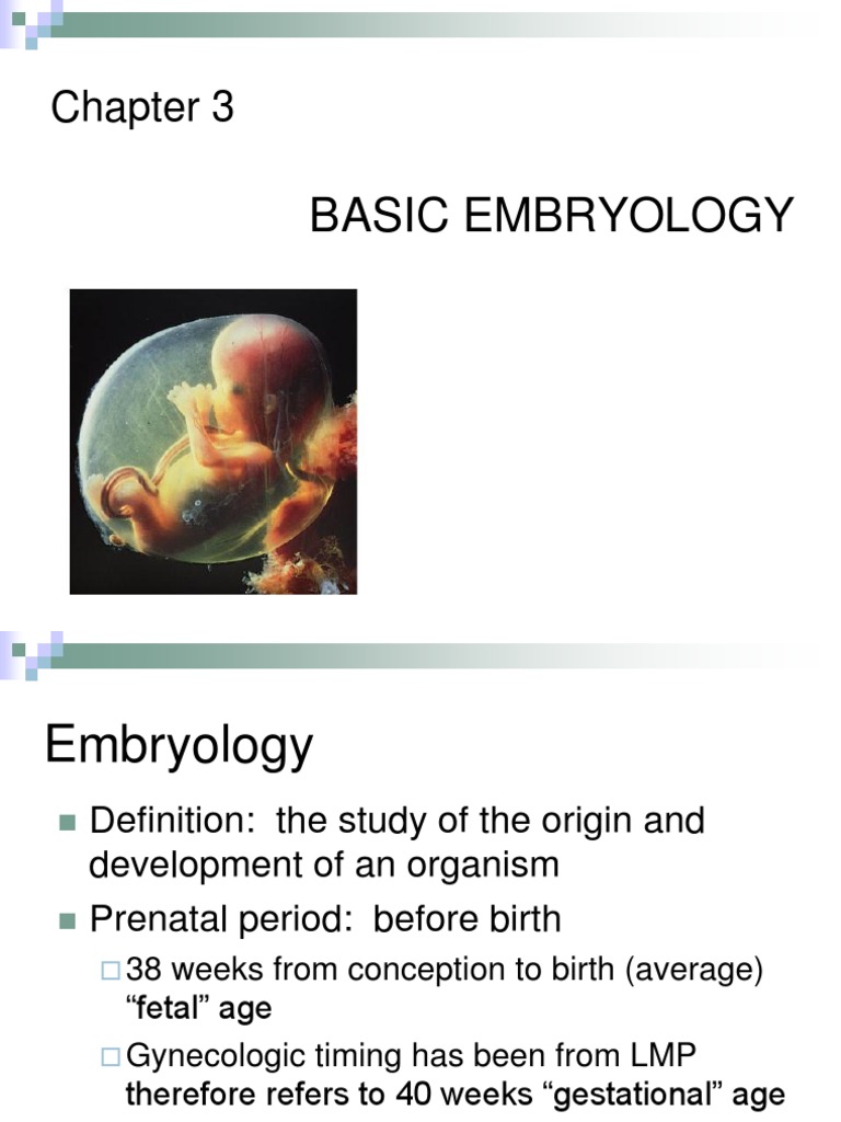 CH 03 Embryology | PDF | Fertilisation | Implantation (Human Embryo)