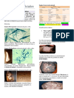 Bloque 2 - Parte - I - Micosis - Superficiales, - Subcutaneas - y - Micetomas