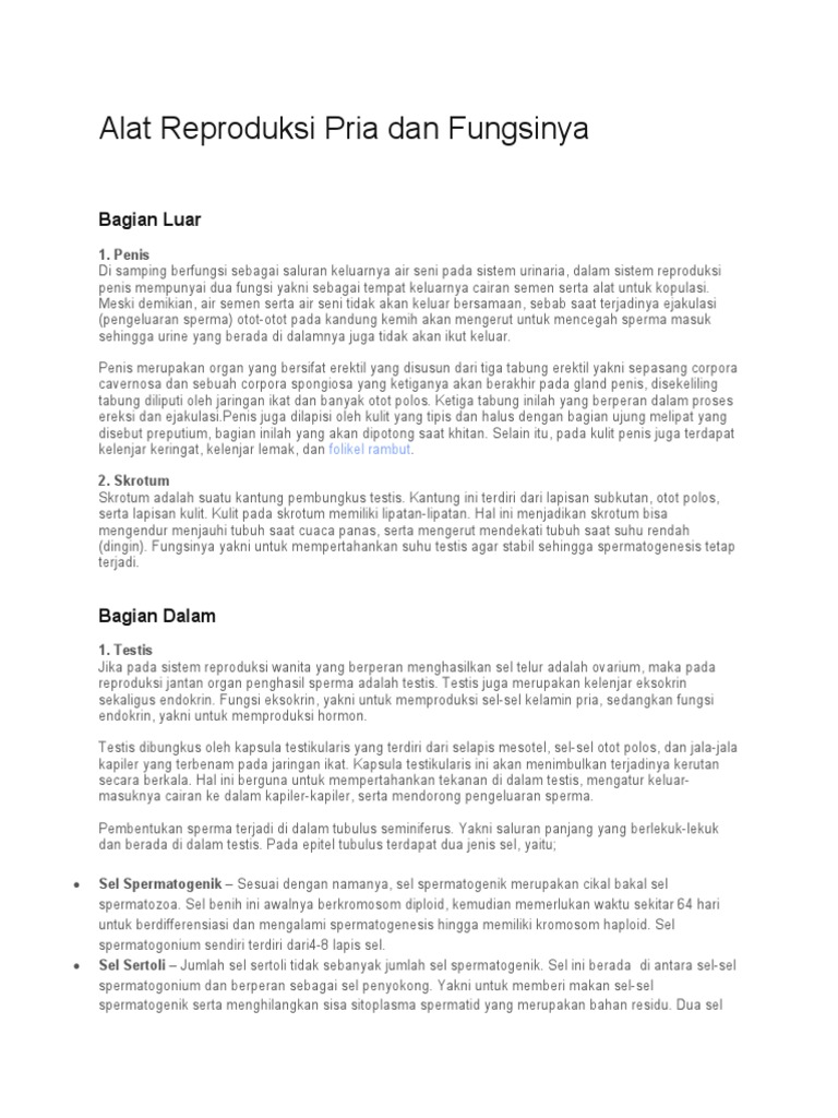 alat reproduksi pria anatomi detail
