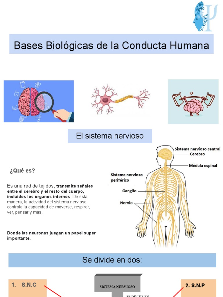 Funciones del Sistema Nervioso Humano | PDF