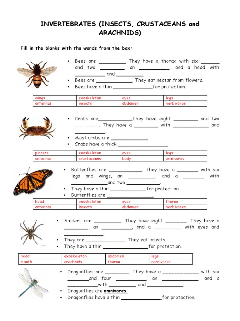 Vertebrates vs. Invertebrates Explained | PDF | Reptile | Insects