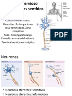 Sistema Nervioso y Sentidos