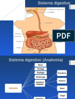 Sistema Digestivo