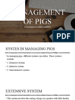 Management of Pigs