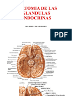 Anatomia de Las Glandulas Endocrinas