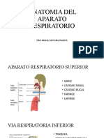 Anatomia Del Aparato Respiratorio 2