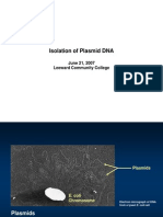CY2007 Plasmid Isolation
