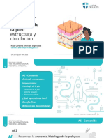 Estructura de La Piel y Plexo Vascular