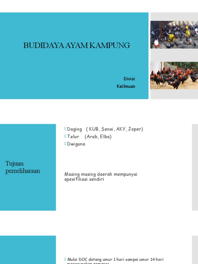 Langkah Sukses Budidaya Ayam Petelur di Desa Panimbang Panduan untuk Pemula