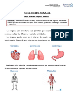 Segundo Basico Organos Principales