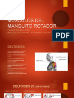 Musculos Del Manguito Rotador