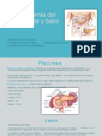 Anatomía Del Páncreas y Bazo