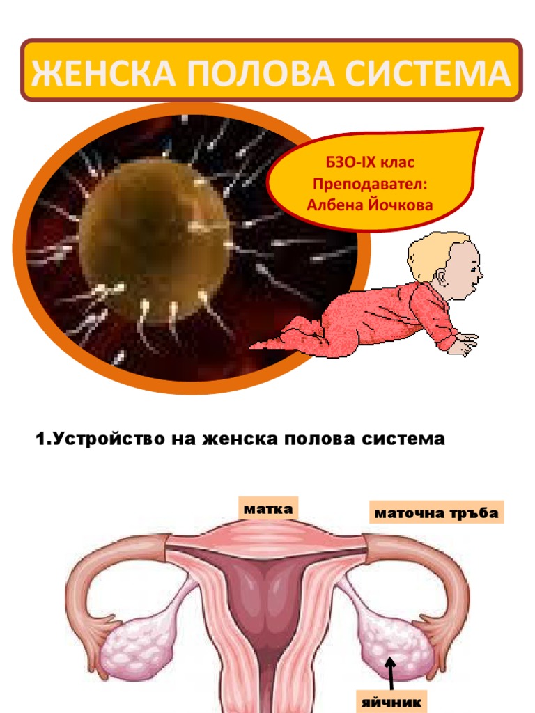 Zhenska Polova Sistema | PDF