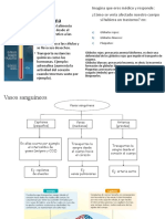 Sistema Circulatorio Guia 2