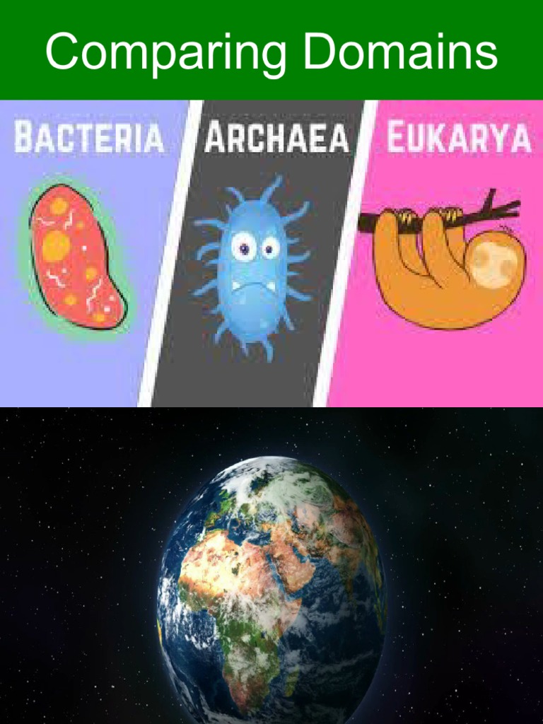 Domain Kingdom Phylum PDF Cell (Biology) Prokaryote