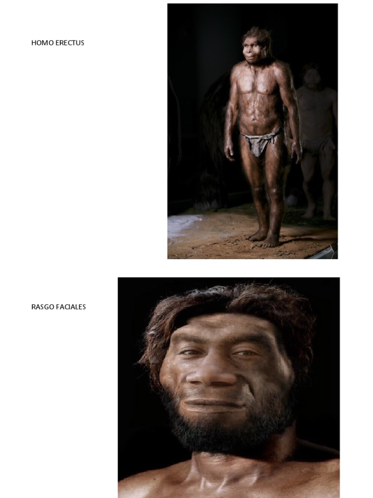 Homo Erectus | PDF