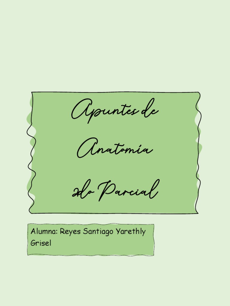 Apuntes Anatomía 2 Parcial | PDF | Oído | Laringe