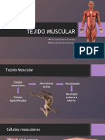 Tejido Muscular