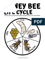 Honey Bee Life Cycle 