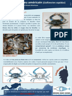 09-Fiche Callinectes Sapidus 13avril2017