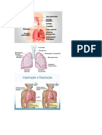 SISTEMA RESPIRATÓRIO,DIGESTORIO,CARDIOVASCULAR