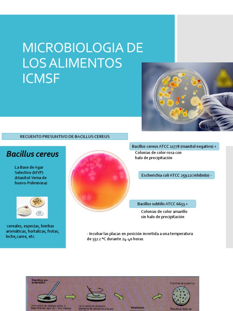 Microbiologia de Los Alimentos | PDF | Bacilo | Nutrición