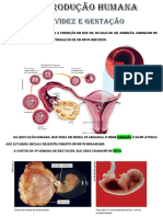 Gravidez e Gestação