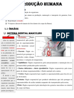 Reprodução Humana - Sistema Reprod. Masculino