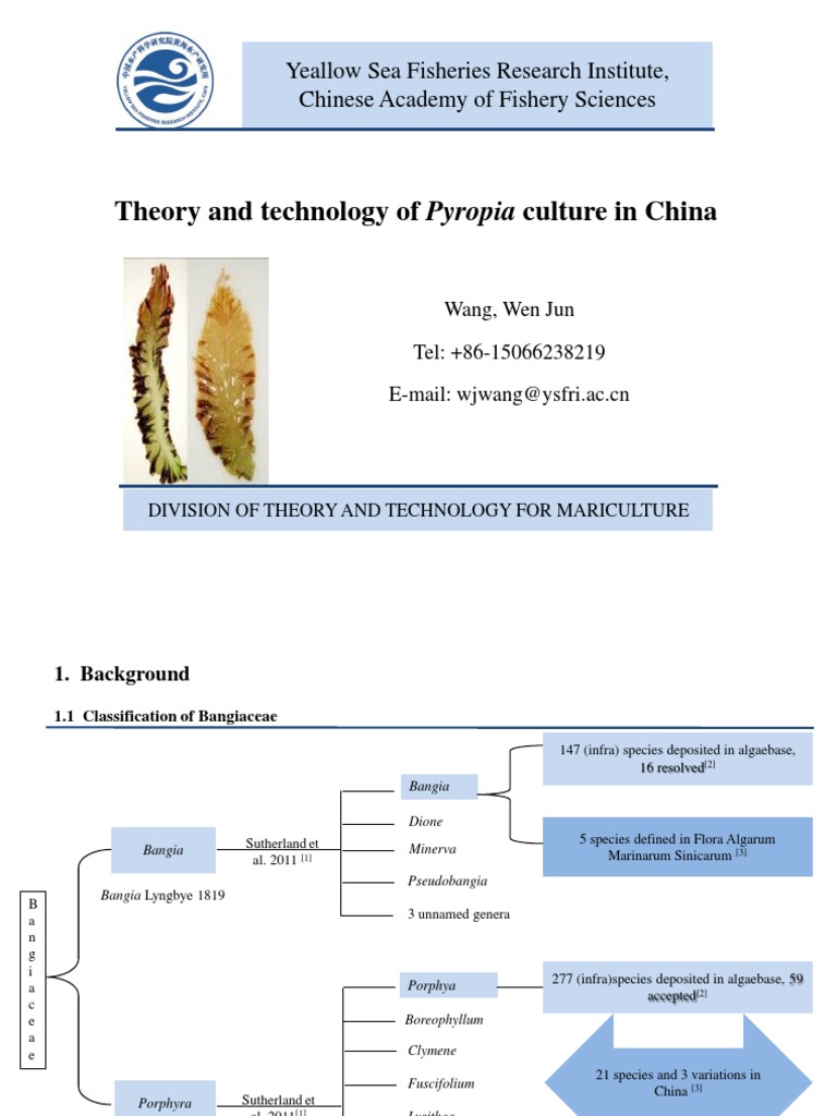 Pyropia Culture Techniques in China | PDF