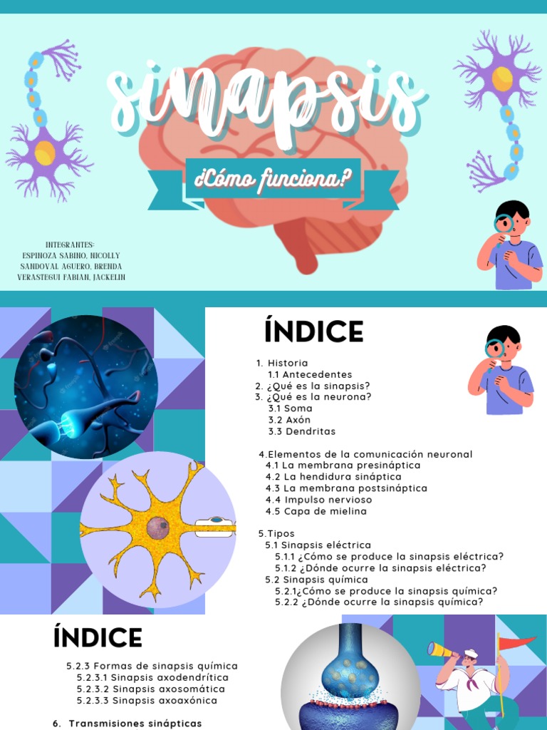 Neuroanatomía - Sinapsis (1) | PDF | Sinapsis | Neurona