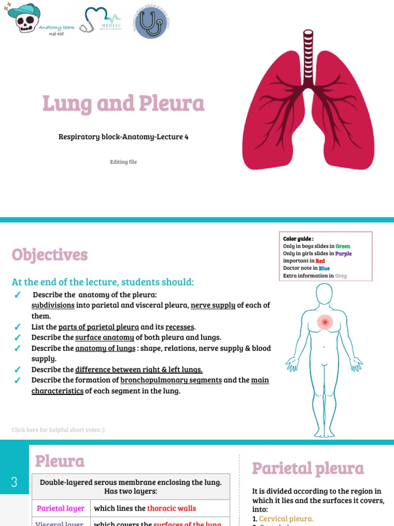 Anatomy of the Pleura and Lungs | PDF | Lung | Thorax (Human Anatomy)