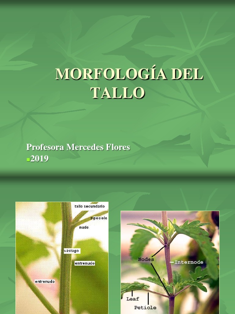 Morfología del Tallo en Plantas | PDF | Tallo de la planta | Plantas