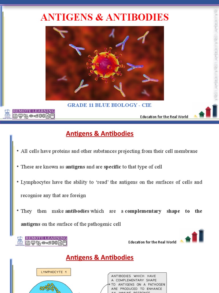 Antigens and Antibodies Lesson Notes CIE PDF