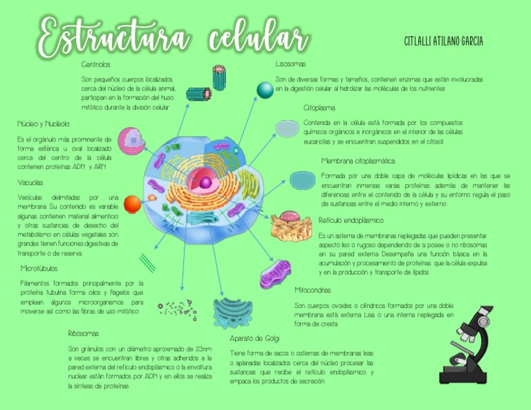 Estructura y Función de Organelos Celulares | PDF | Biología Celular ...