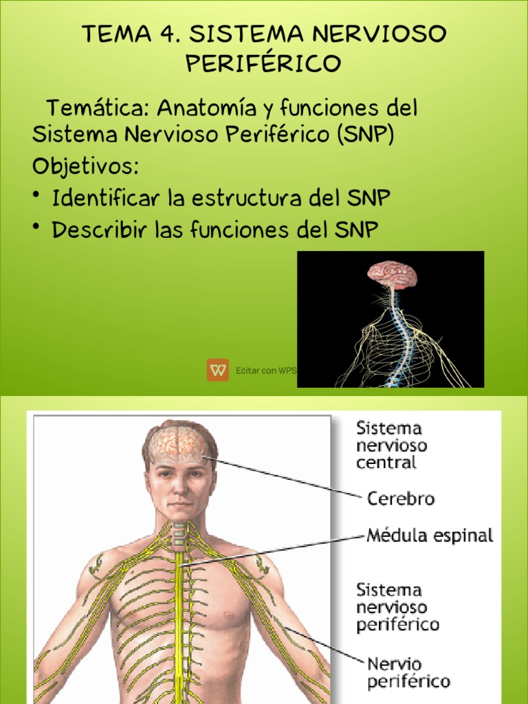 Sistema Nervioso Periférico: Guía | PDF | Sistema nervioso | Nervio