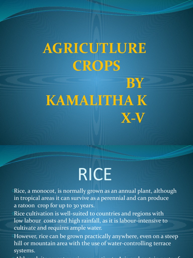 Social project pdf rice agriculture