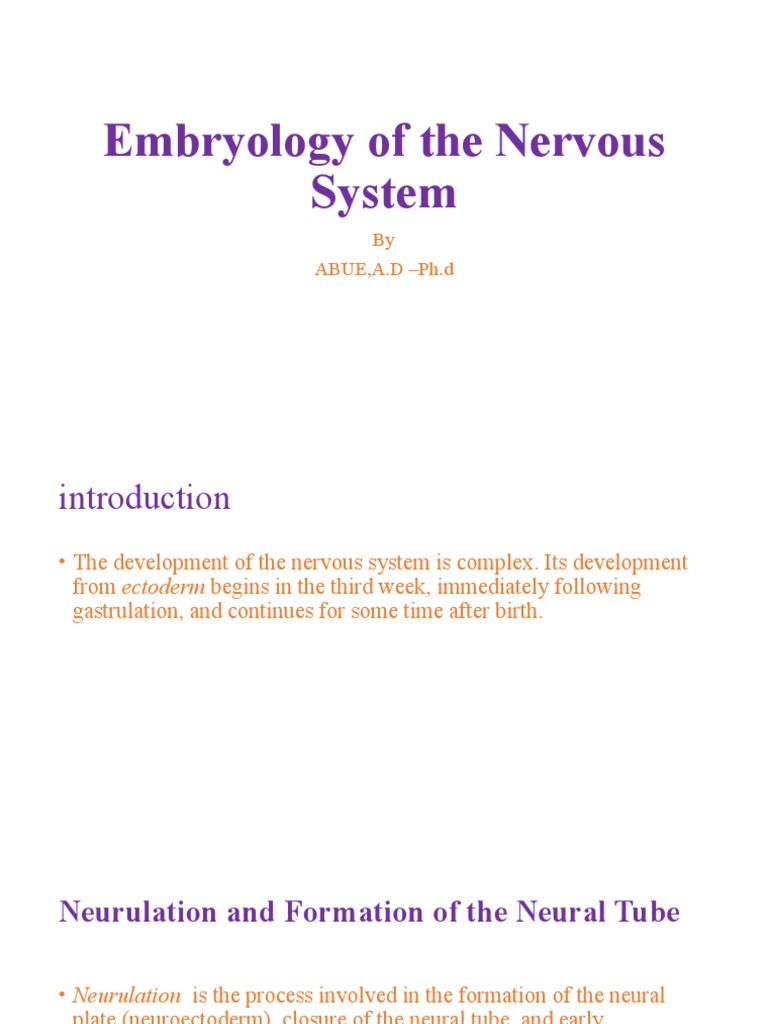 Nervous System Embryology Overview | PDF | Nervous System | Reproduction