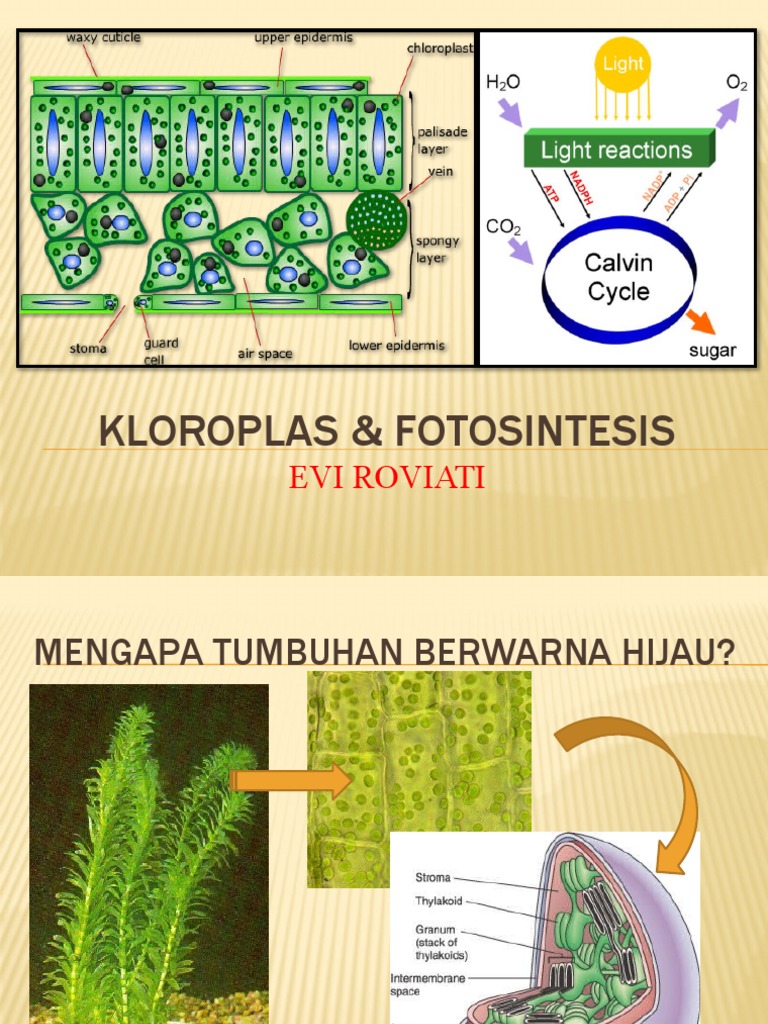 Ilustrasi Proses Fotosintesis yang Sedang Beraksi