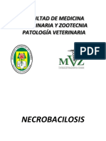 Fusobacterium Necrophorum - Necrobacilosis