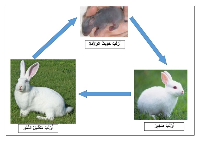 مراحل نمو الأرنب | PDF