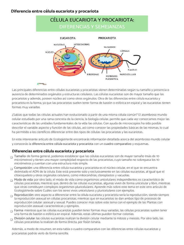 Comparativa: Células Eucariotas y Procariotas | PDF | Biología Celular ...