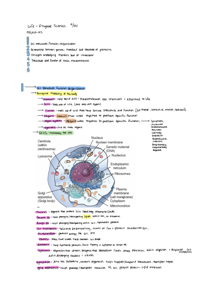Nurse Cheung Anatomy & Physiology Guide | PDF | Dominance (Genetics ...